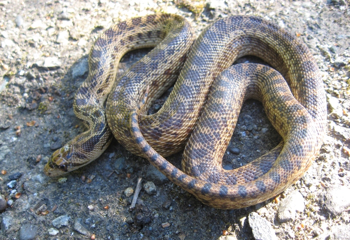 Pacific Gopher Snake